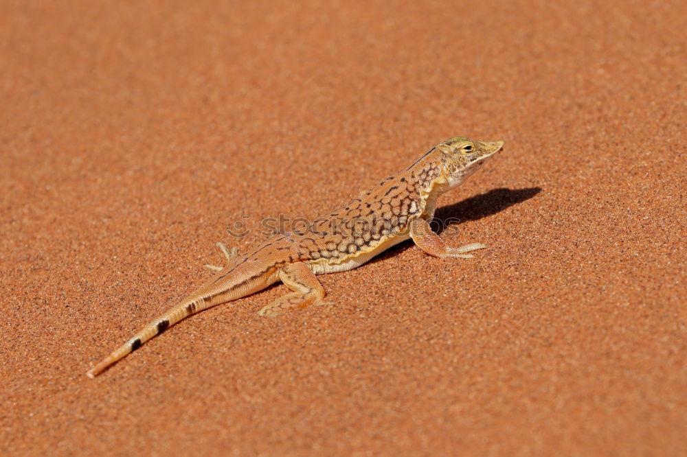 Similar – Image, Stock Photo Lizard in the sand in Gobi desert, China