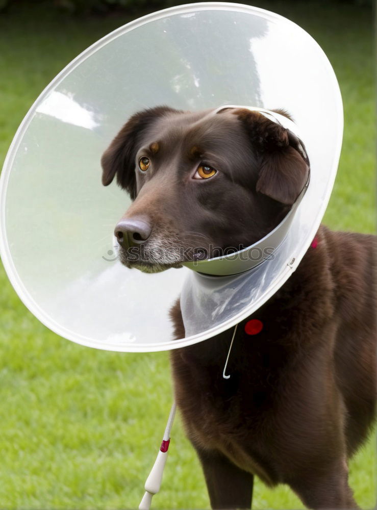 Similar – poor koeter Dog Funnel