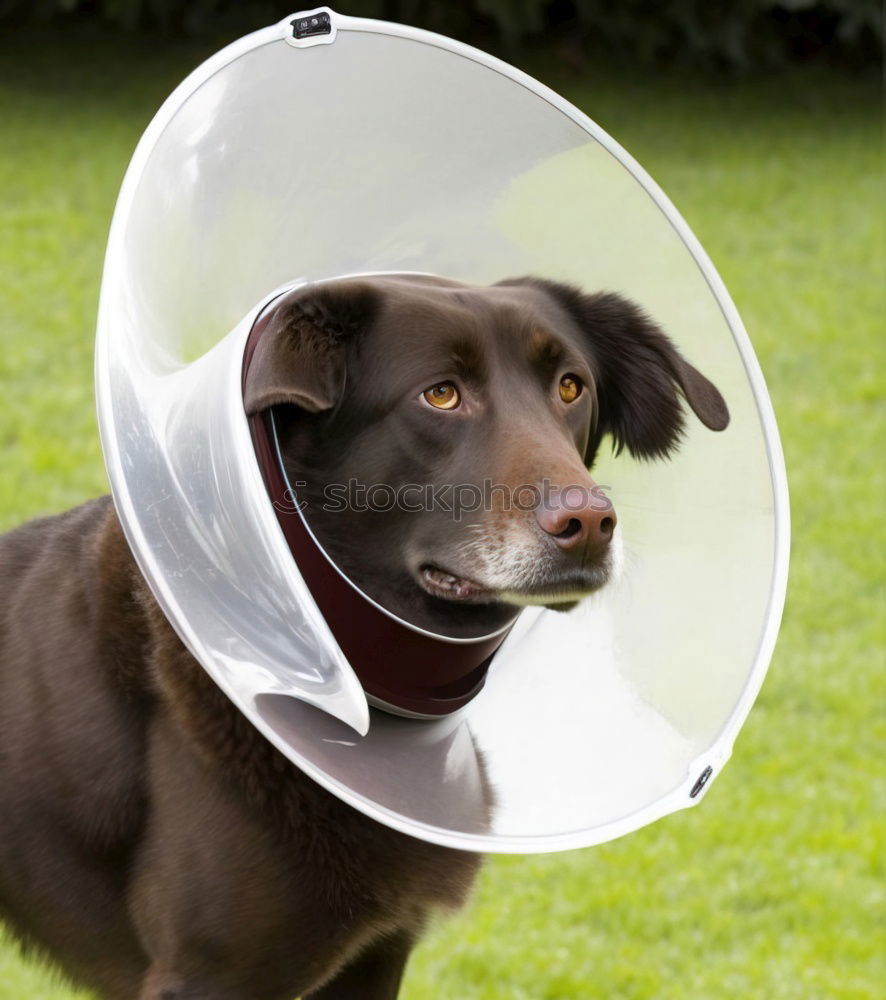 Similar – poor koeter Dog Funnel