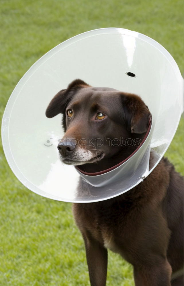 Similar – poor koeter Dog Funnel