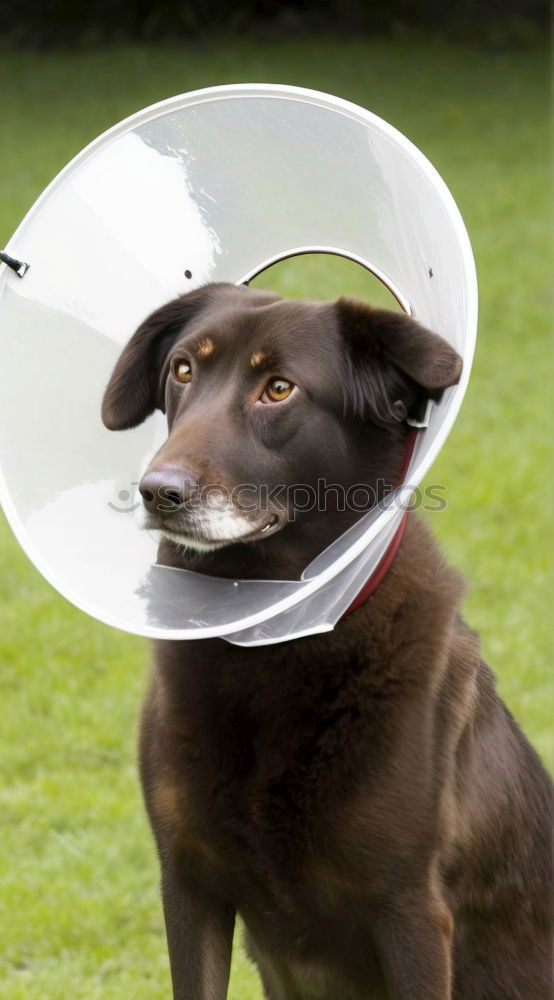 Similar – poor koeter Dog Funnel