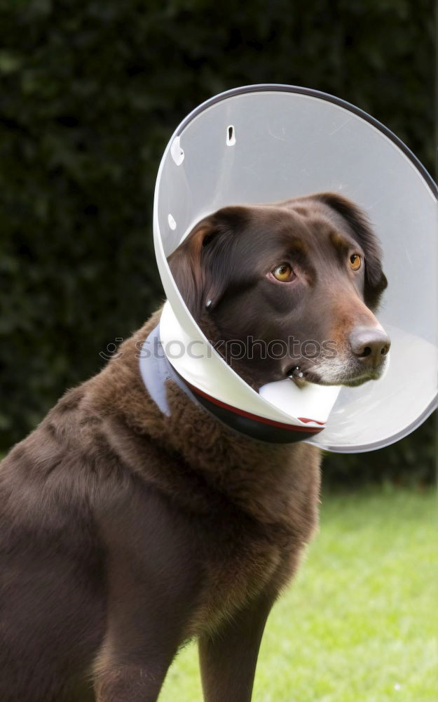 Similar – poor koeter Dog Funnel