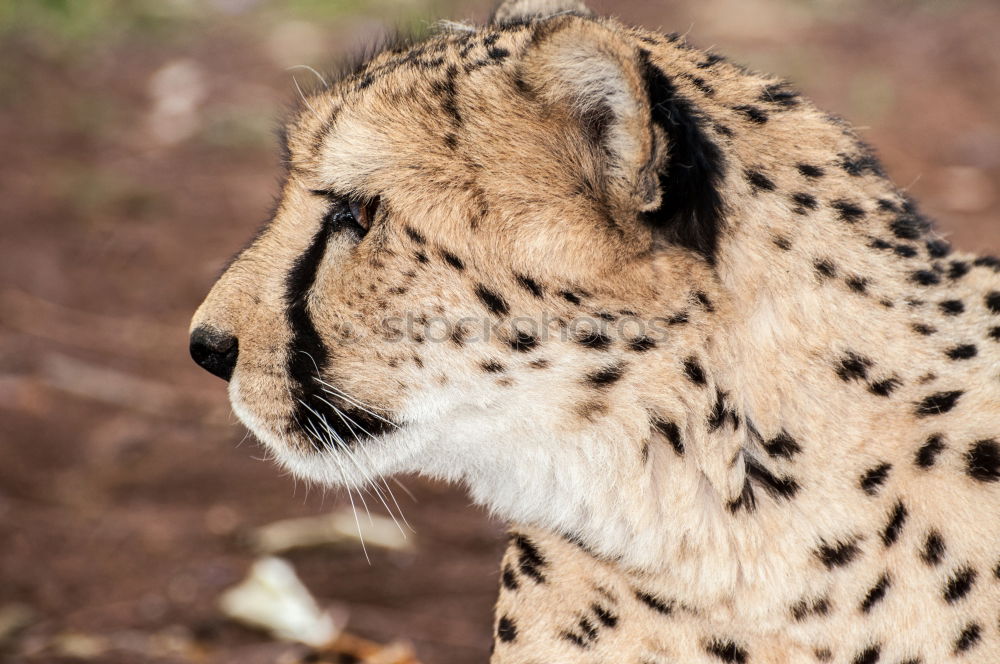 Similar – Close up front view portrait of cheetah looking at camera