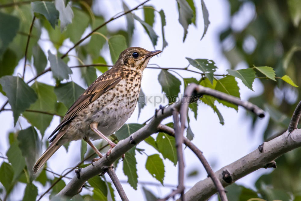 Similar – Image, Stock Photo Yellowhammer in a tree