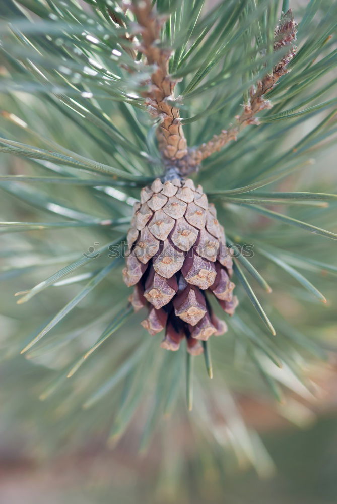 Similar – Image, Stock Photo fir cones