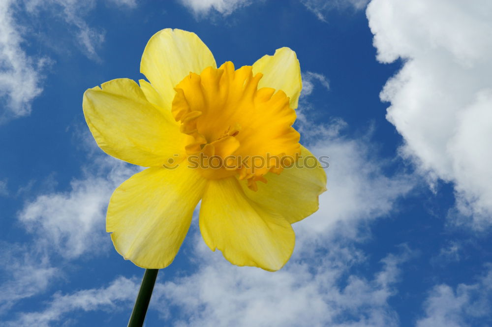 Similar – Tulip flower, yellow