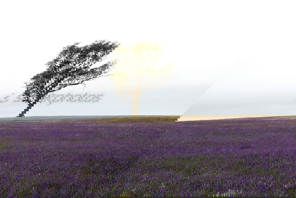 Similar – Image, Stock Photo Beautiful fragrant lavender field in bright light Valensole, Provence, France