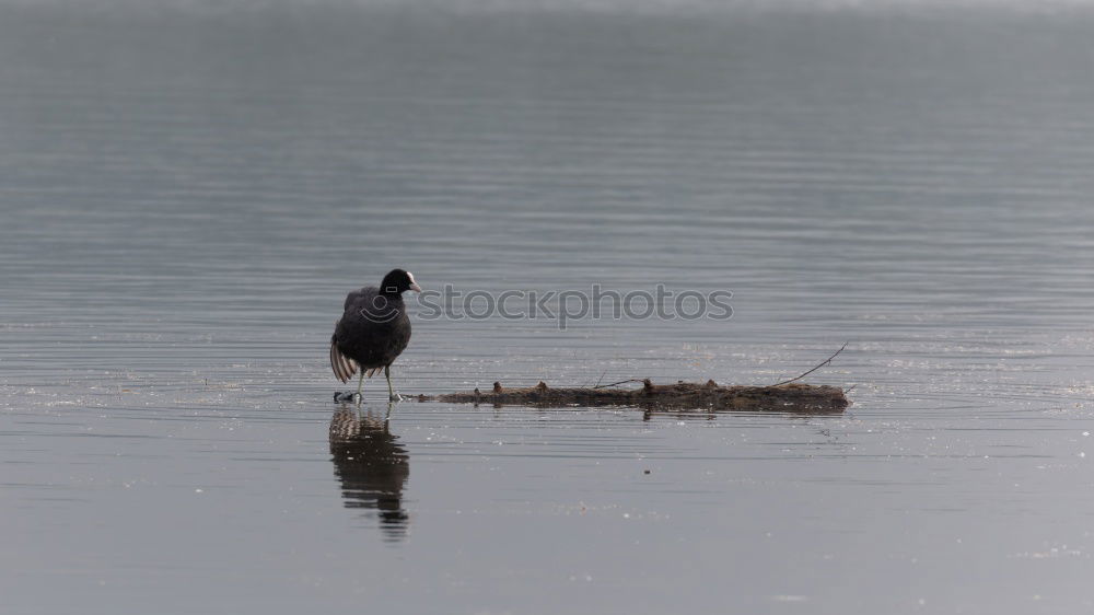 Similar – Image, Stock Photo tightrope walkers Nature