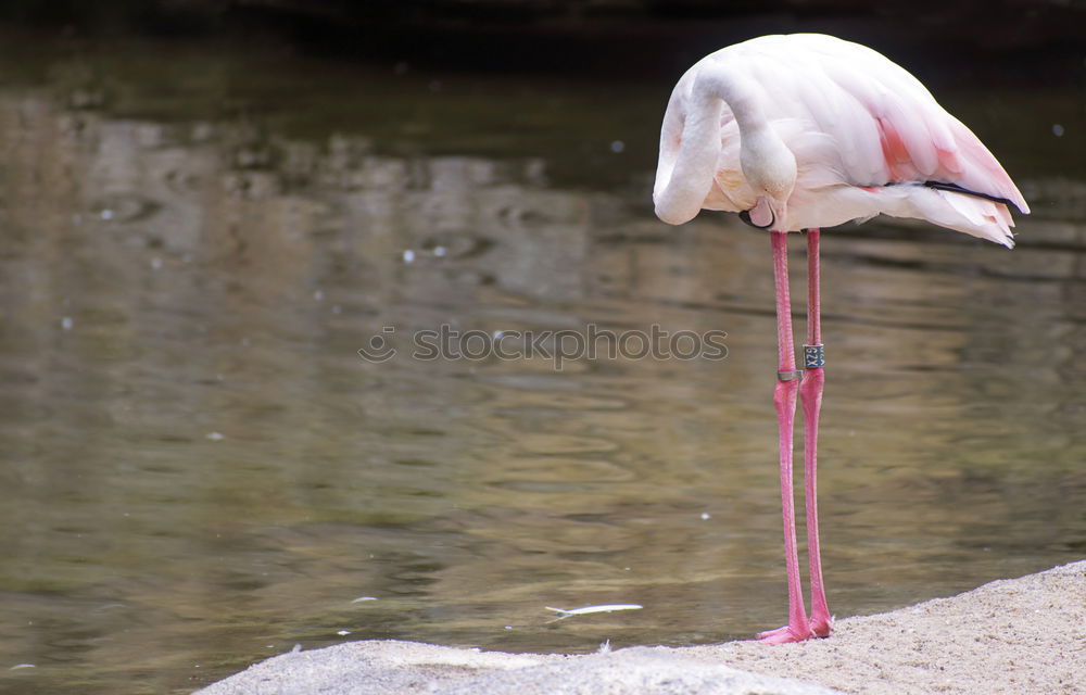 Similar – Flamingo sleeps Nature