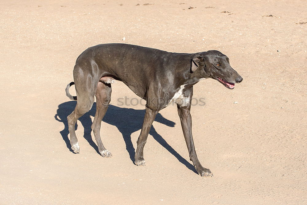 Image, Stock Photo Dog at the beach Whippet