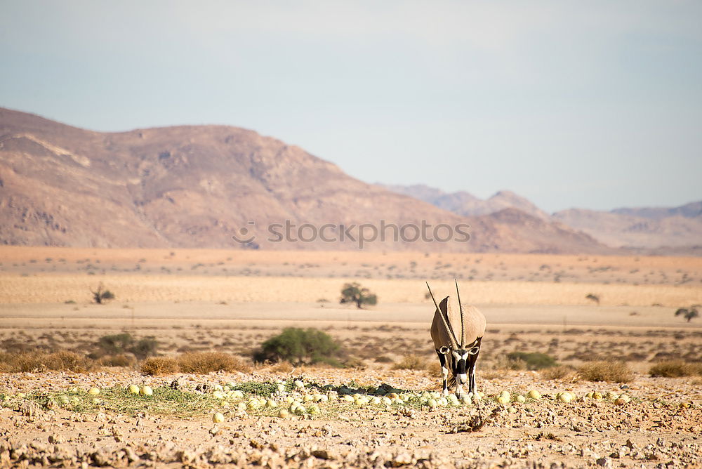 Similar – Image, Stock Photo Oasis Nature Landscape