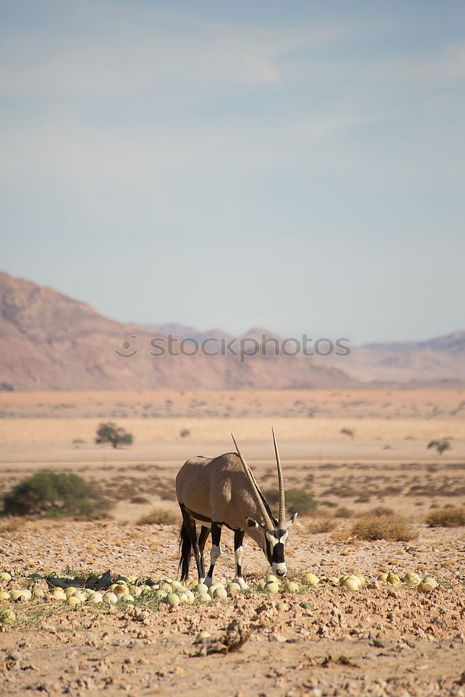 Similar – Image, Stock Photo At the waterhole Adventure