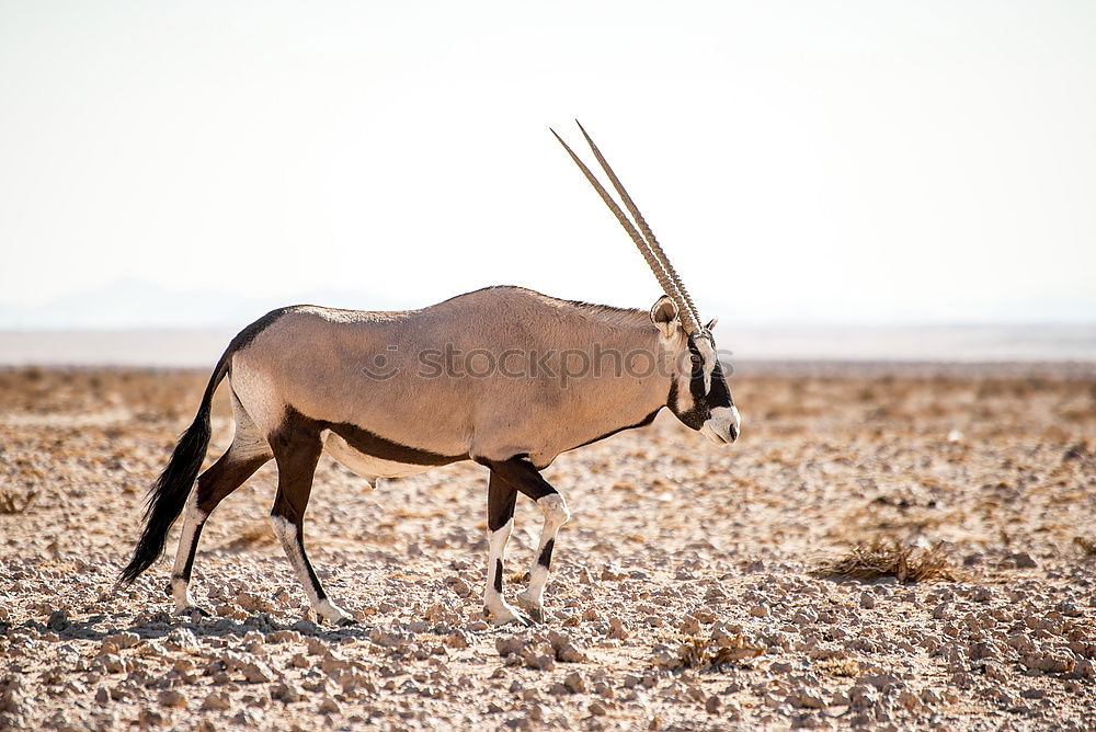 Similar – Image, Stock Photo Camelus Dromedarius Nature