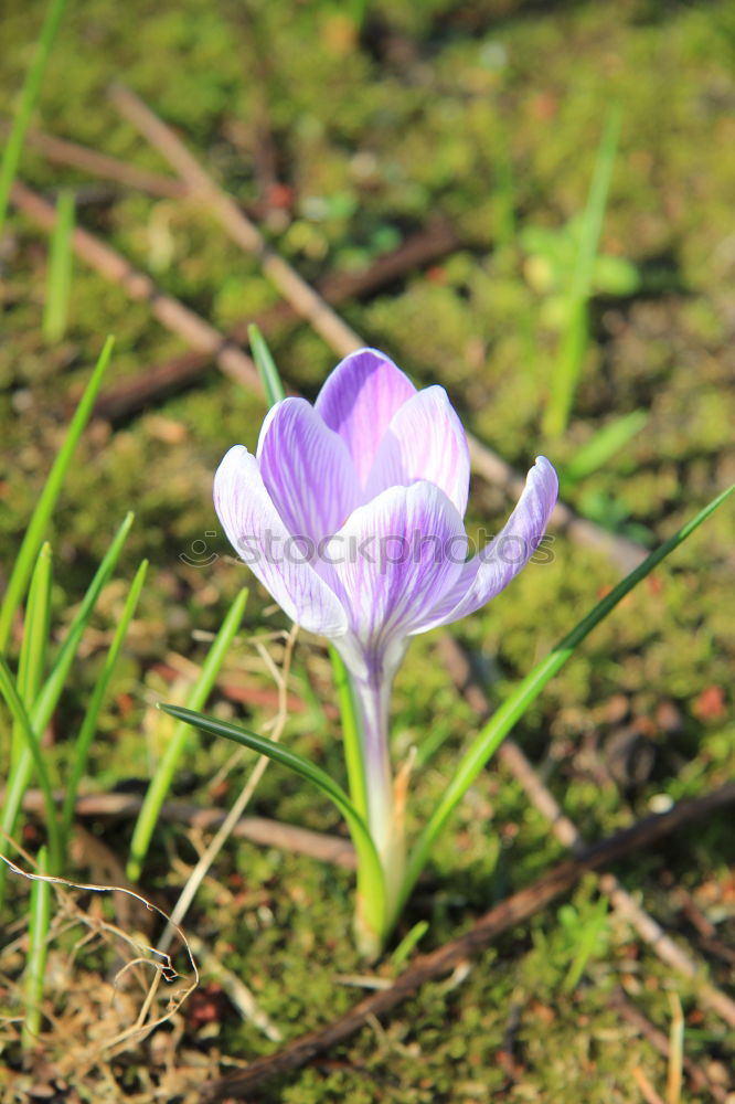 Similar – Image, Stock Photo sun lovers Crocus Grass