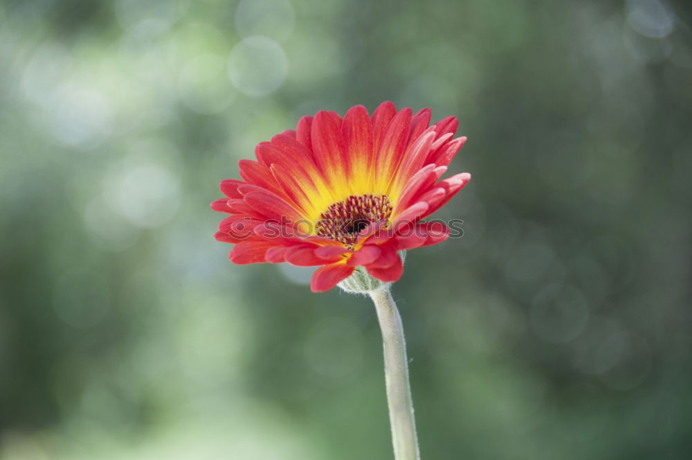 Image, Stock Photo Beautiful, gaudy meadow full of orange ball amaranth, in shallow depth of field. Romantic fuzzy flower meadow, with many round, poppy, spherical flowers. Flowering, summery, idyllic meadow flowers with green leaves, stems and bokeh.