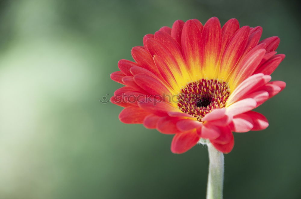 Similar – Gerbera vor Blau Blume rot