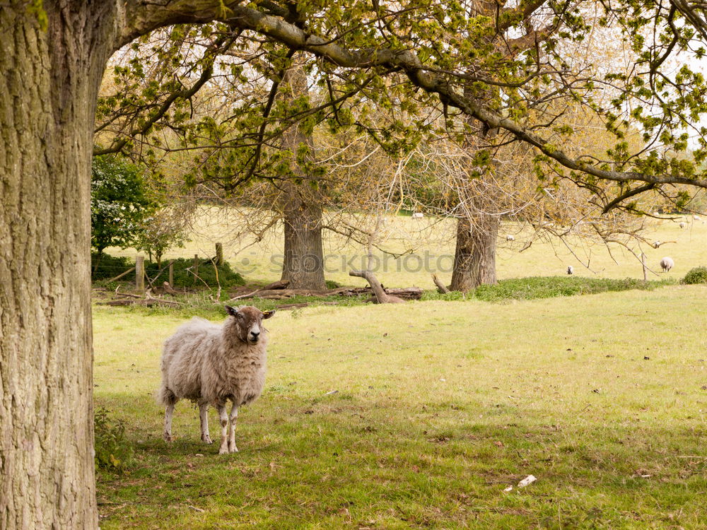 Image, Stock Photo Sheep on the way