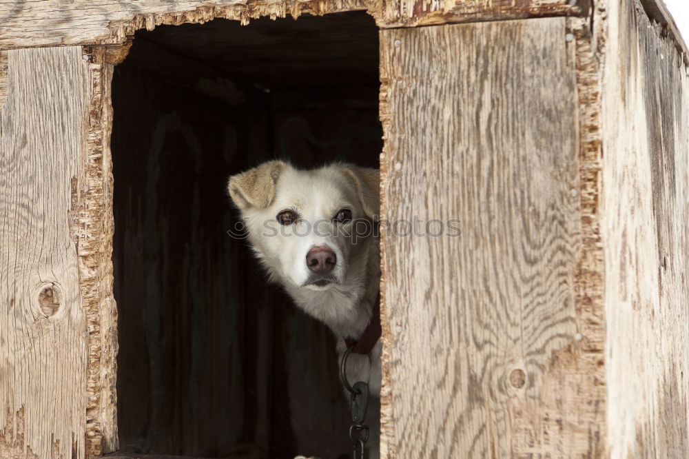 Similar – Wachhund Hund Teneriffa