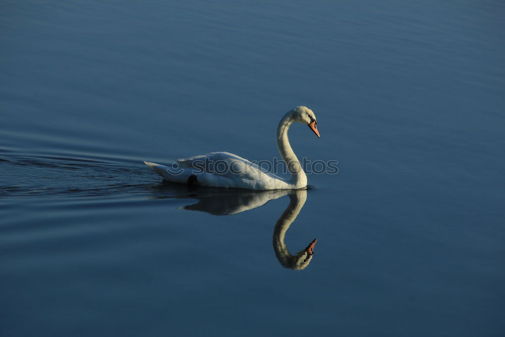 Similar – Swanlake. Schwan See Teich