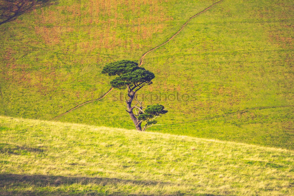 Similar – Baum in Grün Weide Wiese