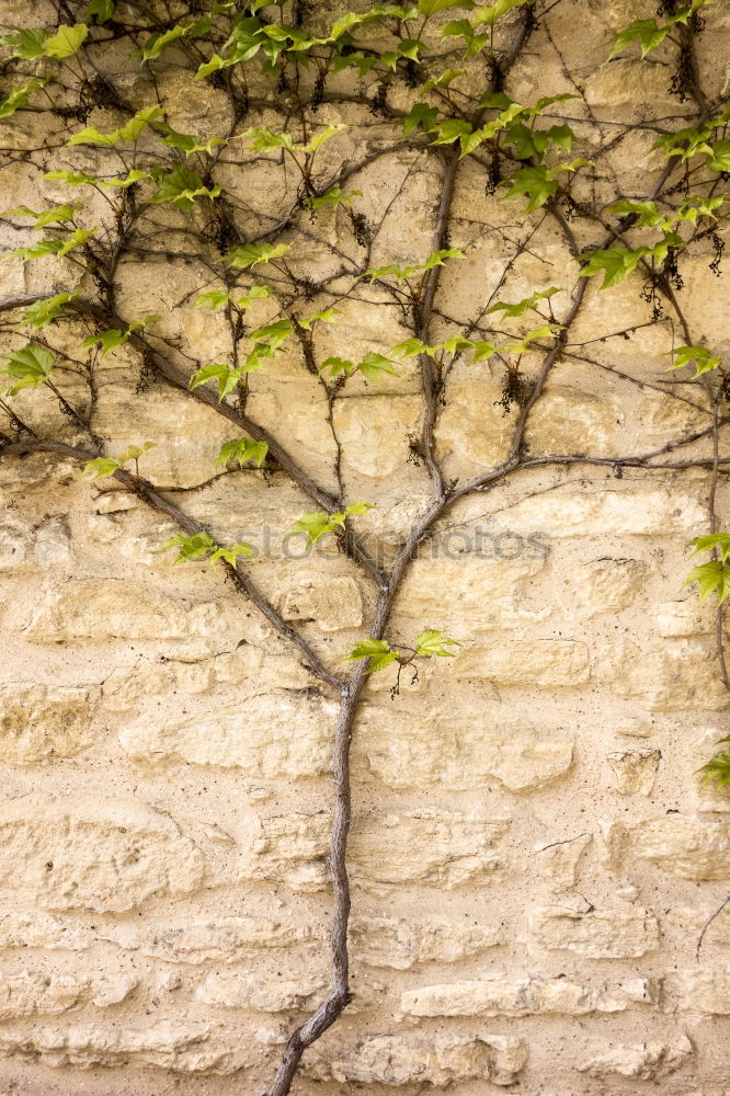 Similar – Zuversicht Erfolg Frühling