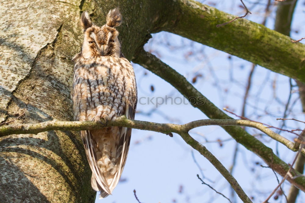 Similar – Image, Stock Photo bobby Animal Wild animal