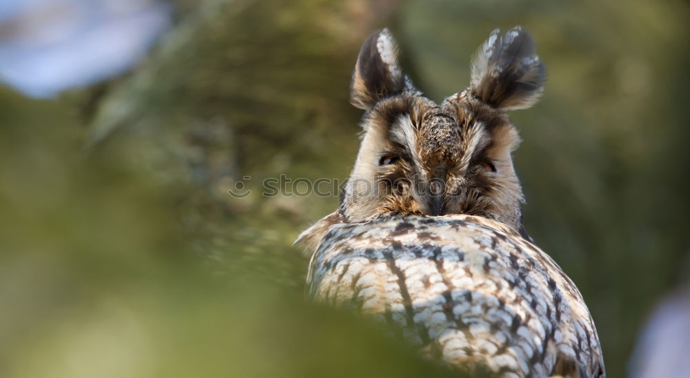 Similar – Image, Stock Photo Easter bunny rabbit