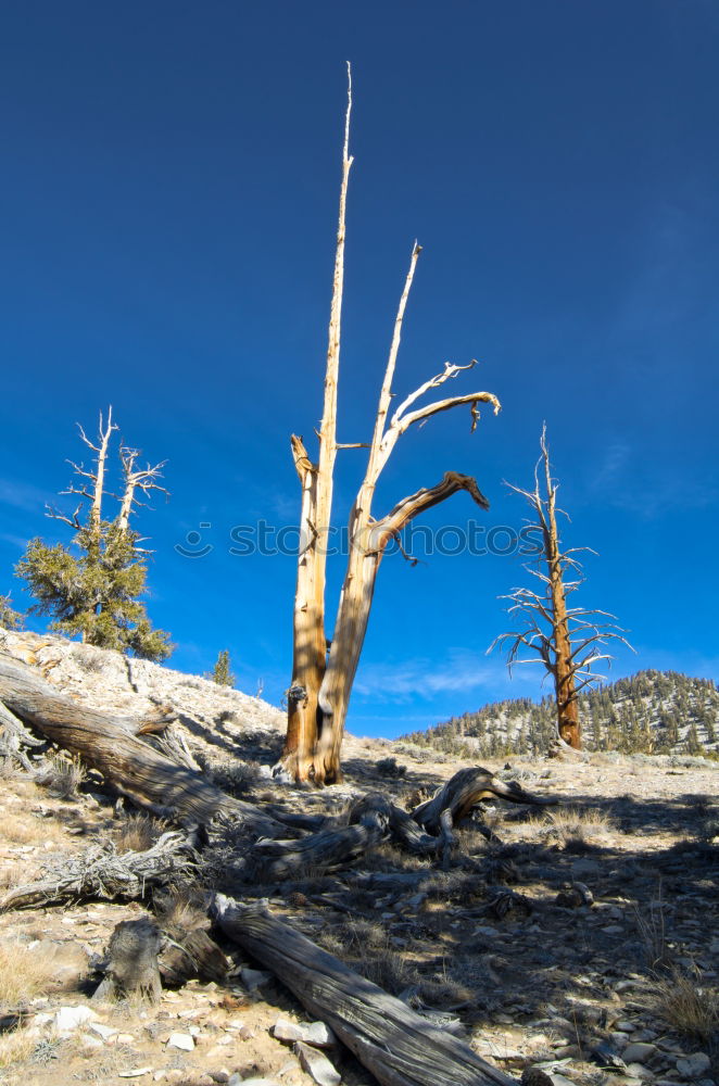 Similar – lonely mountain Baum