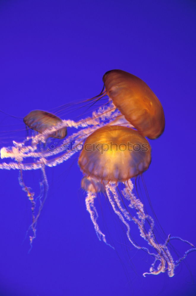 Similar – Image, Stock Photo Foreign World 3 Jellyfish