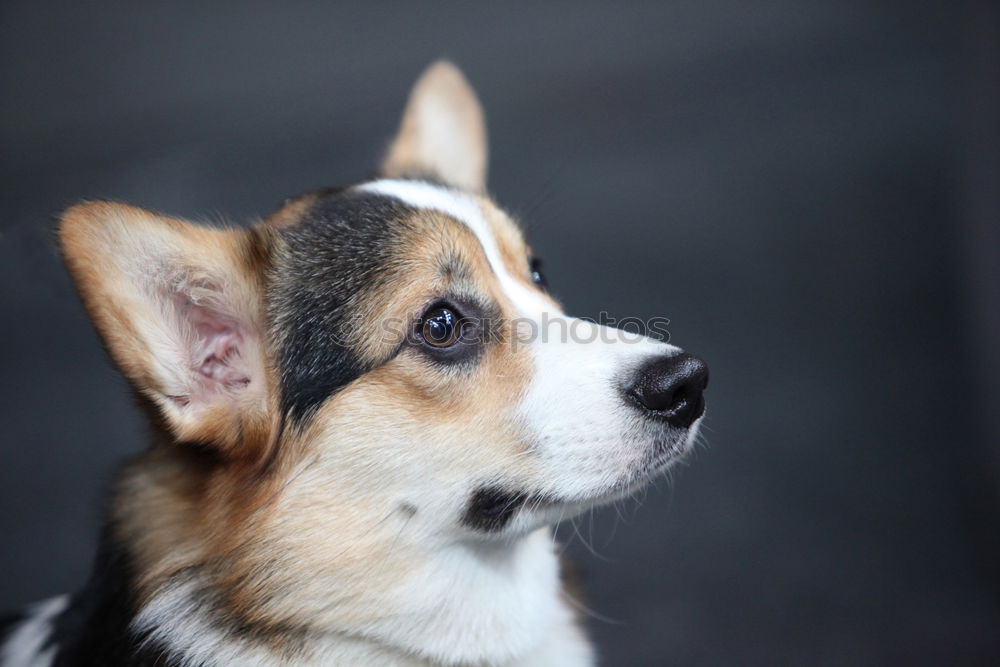 Similar – Image, Stock Photo Jack Russell Terrier …or half-breed? :-)