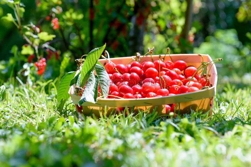 Similar – Picked tomatoes in crates