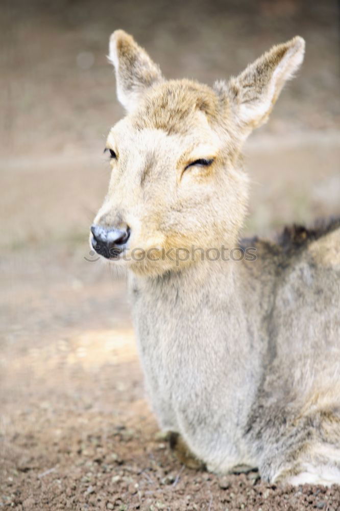 Similar – Image, Stock Photo Wallaby Beautiful