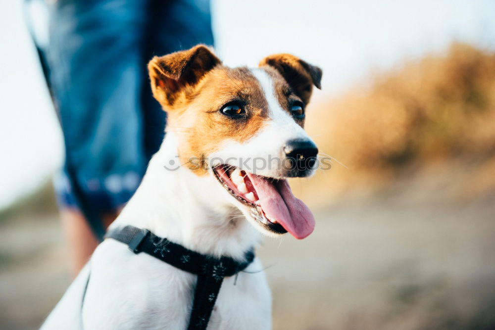 Similar – Owner feed his dog outside. Jack Russel terrier eat food from owner hand