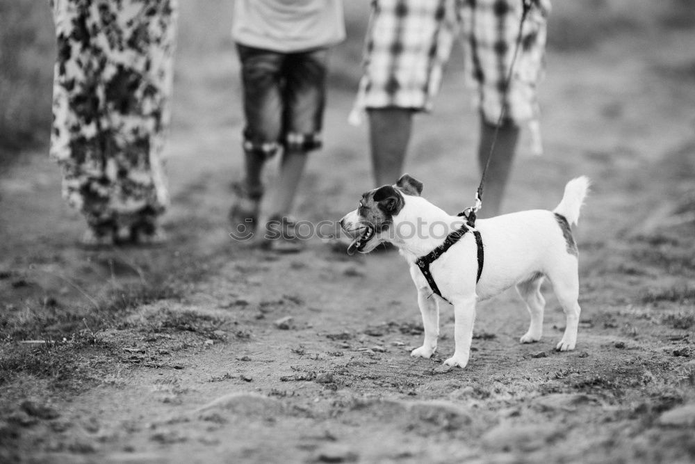 Similar – Image, Stock Photo Boston Terrier on the beach