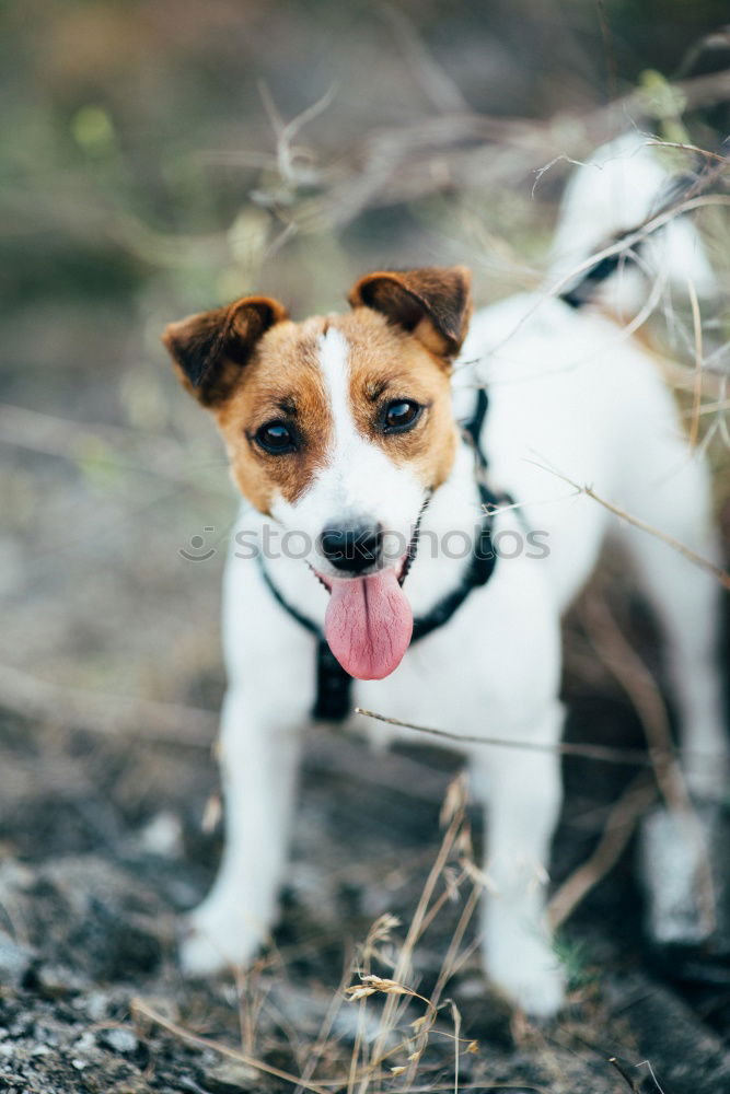 Similar – Image, Stock Photo portrait outdoors of a cute happy small dog outdoors