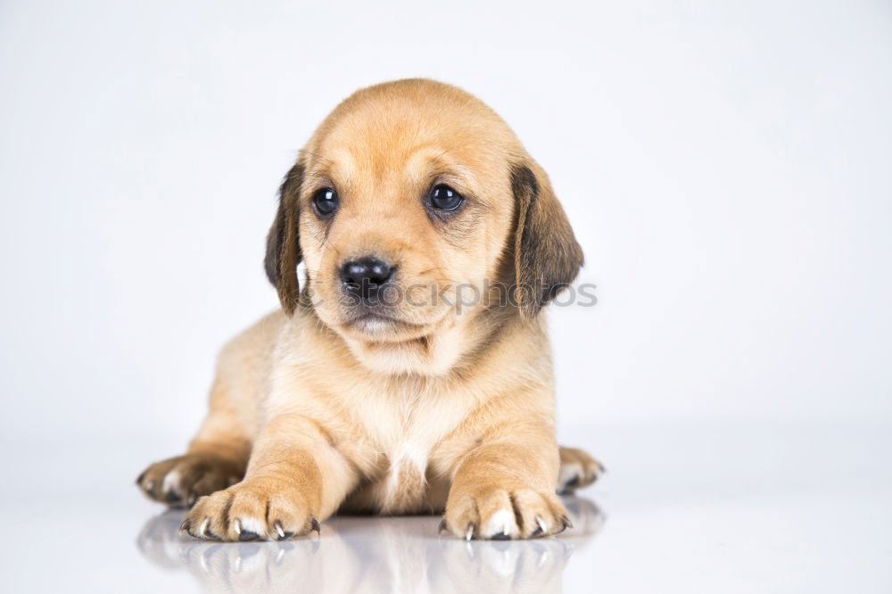 Similar – cute brown toy poodle at home with his owner