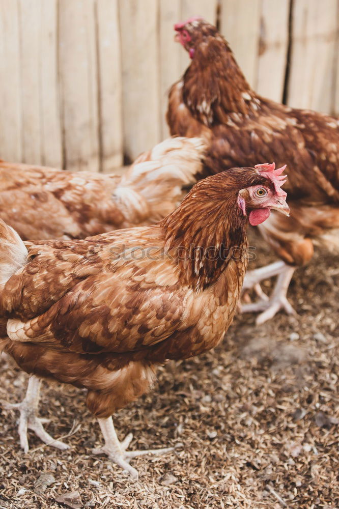 Similar – Image, Stock Photo chicken Farm animal