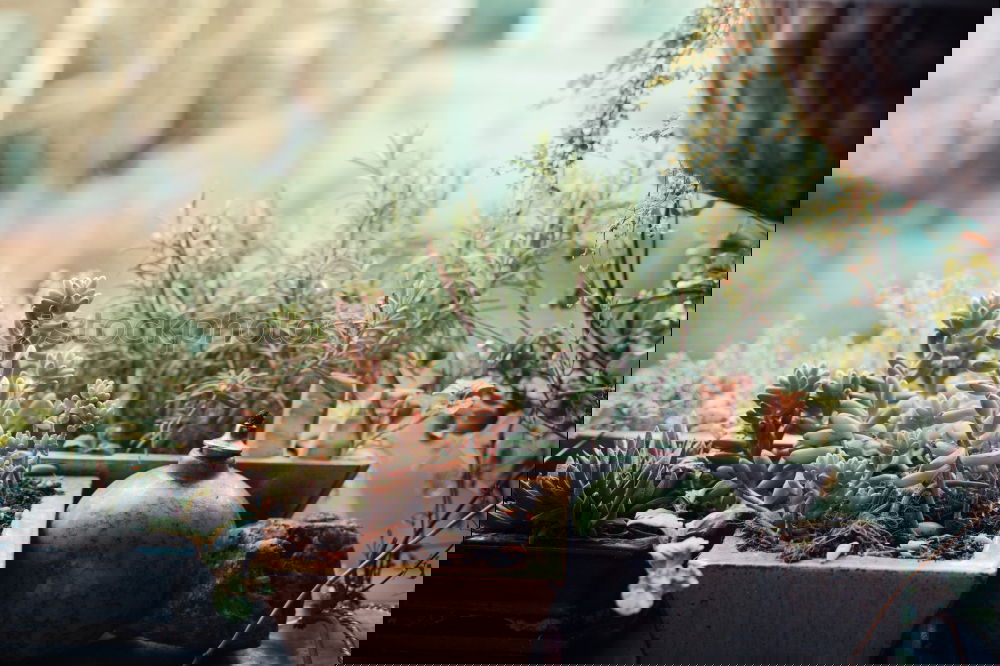 Similar – Image, Stock Photo 0815 AST | cleaned up