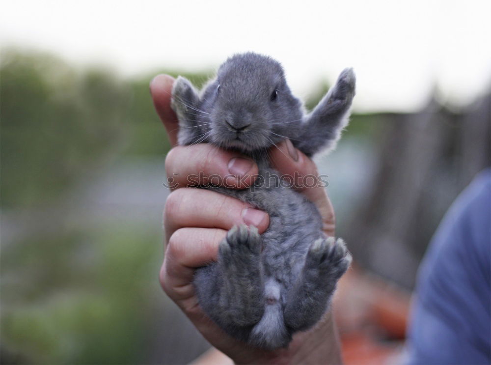 Similar – Lemming, or is it a mouse?