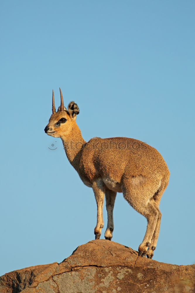 Similar – Image, Stock Photo stonebuck Capricorn Clouds