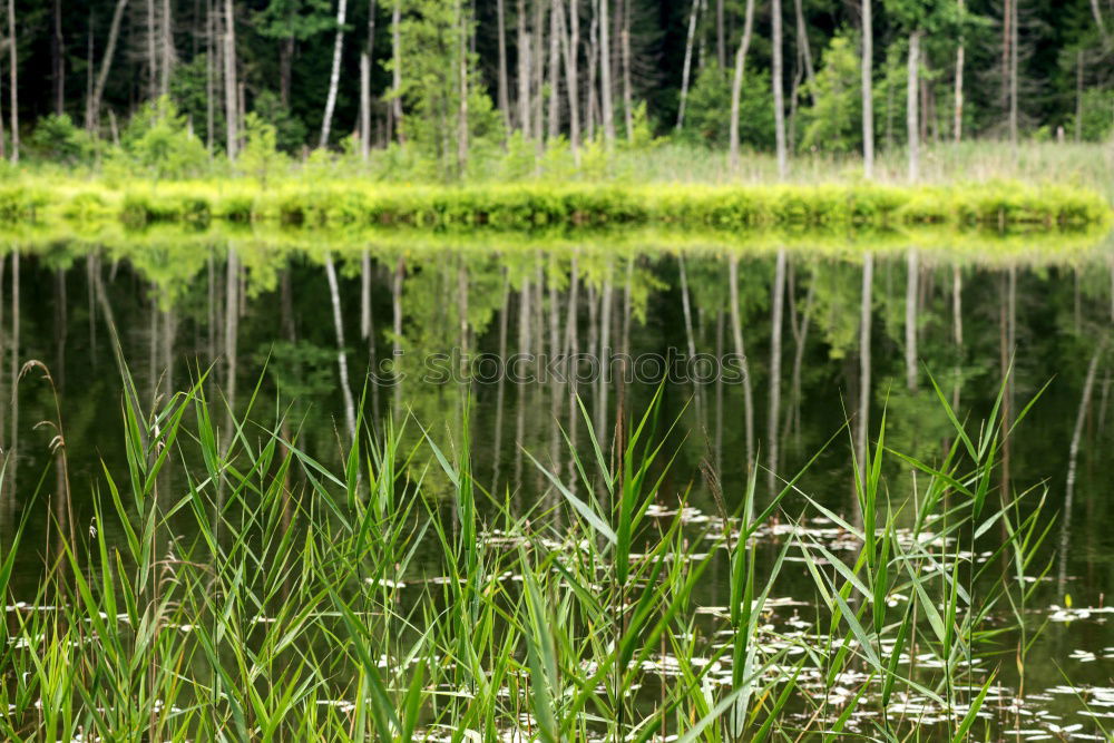 Similar – Image, Stock Photo reed Pond Common Reed