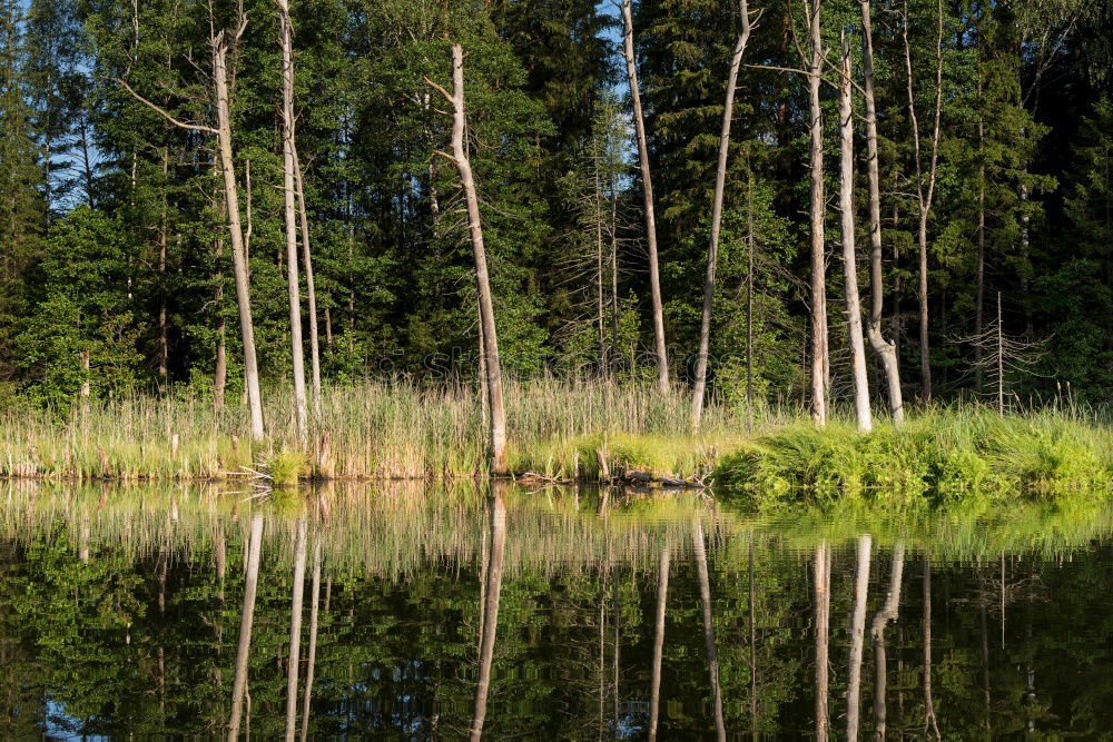 Similar – Swimming lake in Sweden