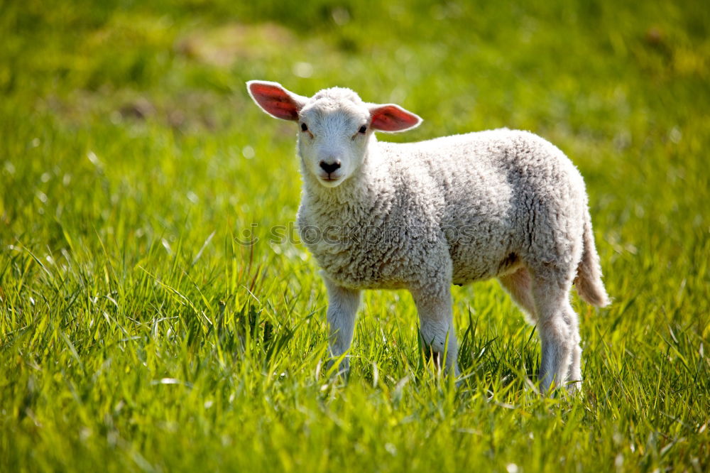 Similar – Foto Bild RasenMÄHer Natur Sommer