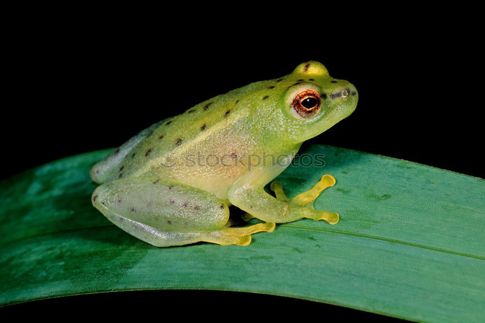 Similar – Cubalaub frog, Osteopilus, septentrionalis,