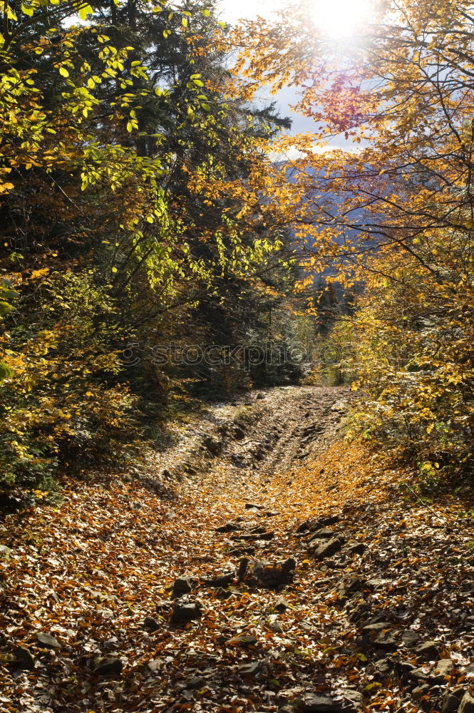 Similar – Image, Stock Photo Forest bathing in September