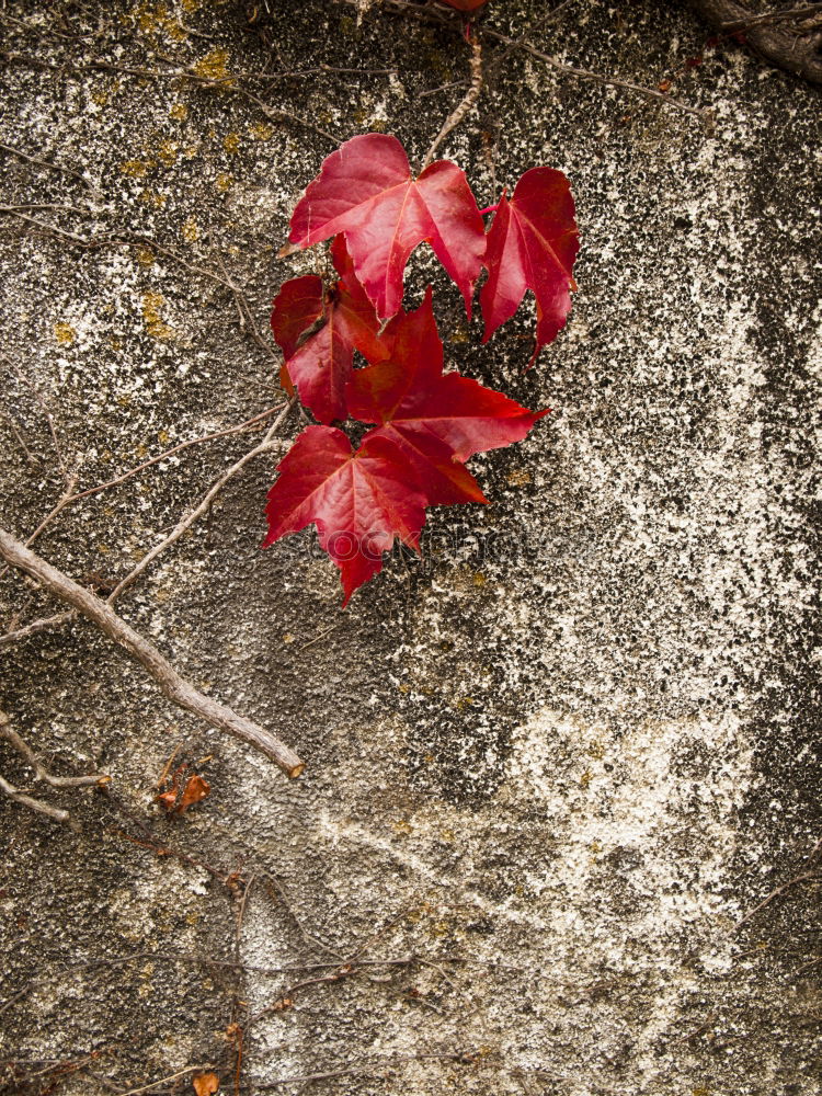 Similar – Image, Stock Photo Autumn colors Design