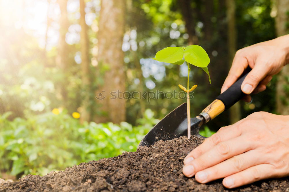 Similar – Picking radishes in the garden