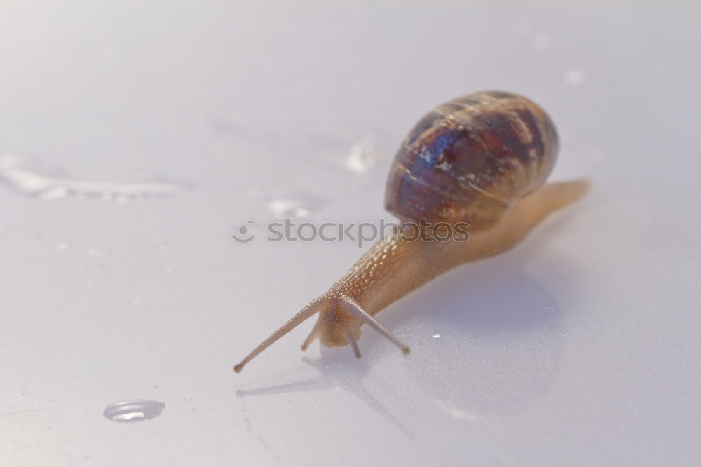 Similar – Image, Stock Photo Snail on Tour Slug Slowly