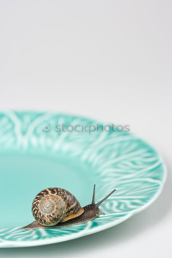 Similar – Image, Stock Photo empty plate with a branch of flowering almond