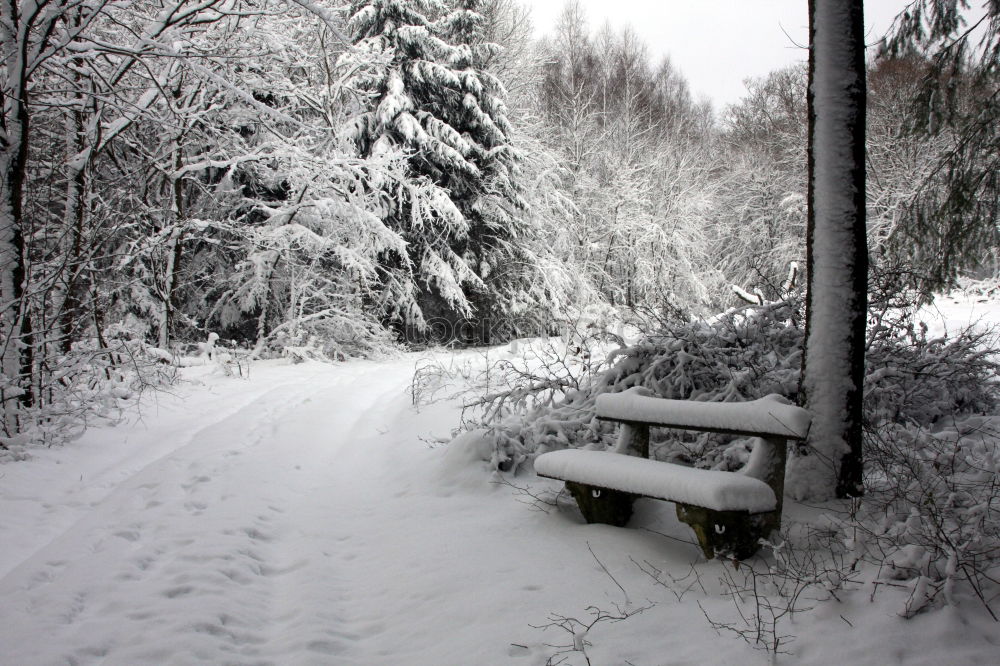 Similar – WINTER I Winter Baum Licht